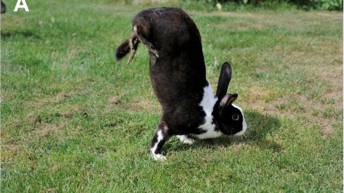 奇怪的基因突变让法国的阿尔弗特跳跳兔世代用两条腿走路