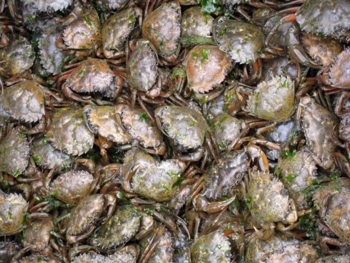 Green-Crab-Mass-777x583.jpg