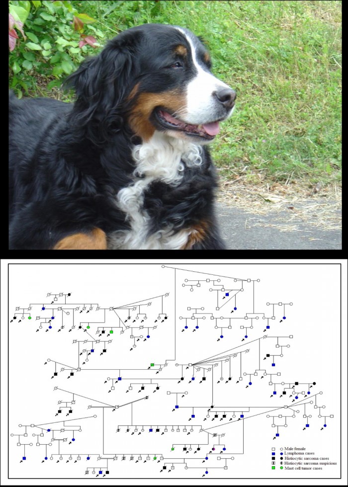 Bernese-Mountain-Dogs-Cancer-Genetics.jpg