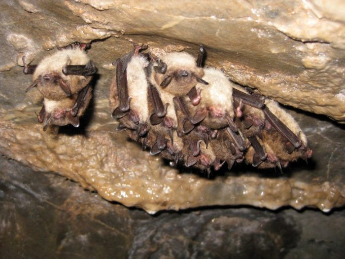 Little-Brown-Bat-and-Indiana-Bats-777x583.jpg