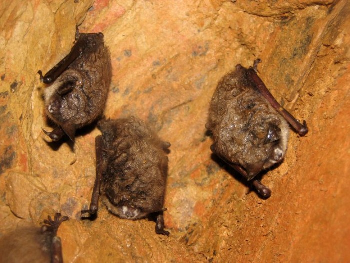 White-Nose-Syndrome-Research-777x583.jpg