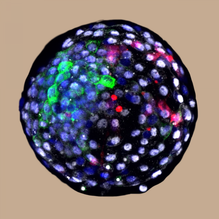Screenshot_2021-04-16 （WEBP 图像，1920x1920 像素） — 缩放 (32%).png