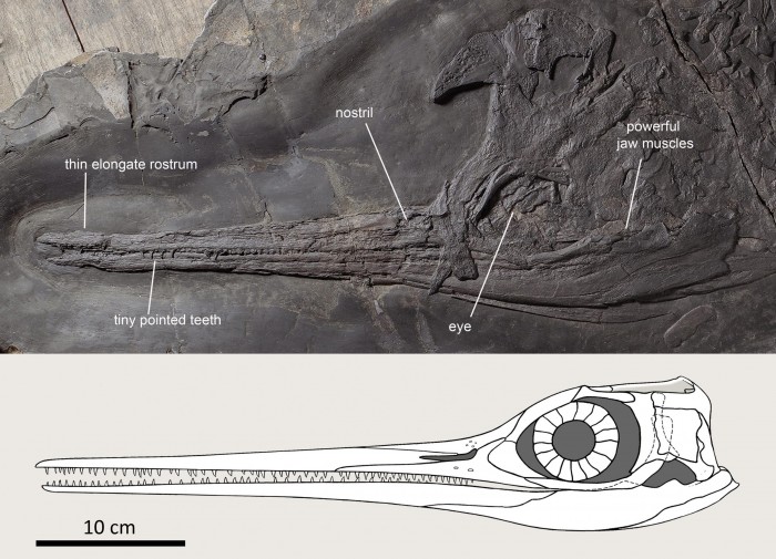Besanosaurus-Skull-scaled.jpg