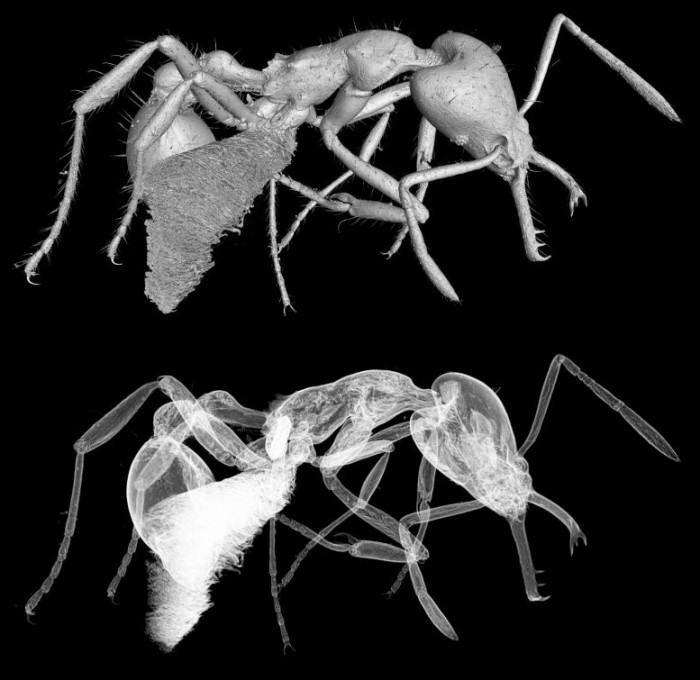 Micro-CT-Scan-of-Strumigenys-ayersthey-777x755.jpg