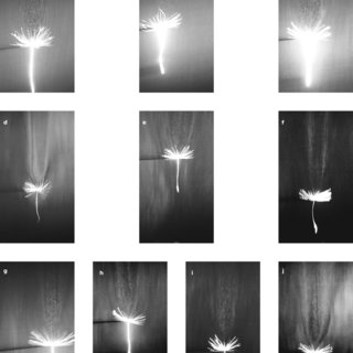 SVR-visualization-of-the-wake-of-10-freely-flying-dandelion-seeds-a-j-Each-image_Q320.jpg