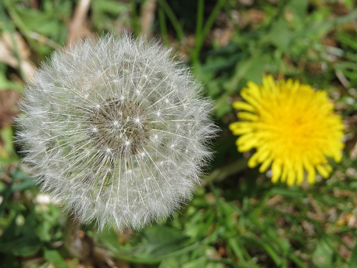 800px-2019-04-25_(159)_Taraxacum_officinale_(common_dandelion)_at_Haltgraben,_Frankenfels,_Austria.jpg