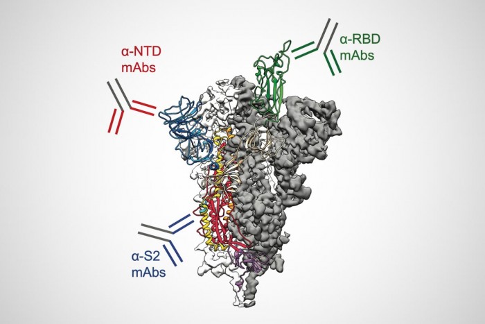 Antibodies-Target-SARS-CoV-2-Spike-Protein.jpg