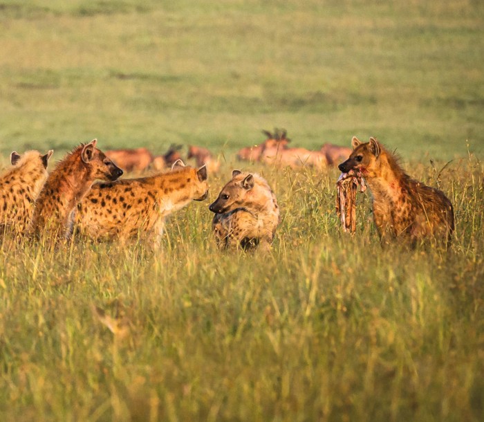 Hyenas.jpg