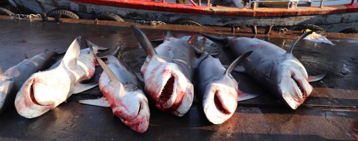 Sharks-for-Sale-Sri-Lankan-Fish-Market.jpg