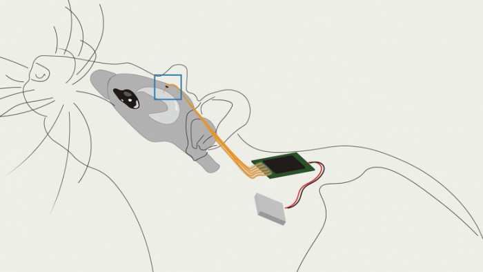 MTA-Rat-Simplified-Schematic-777x437.png
