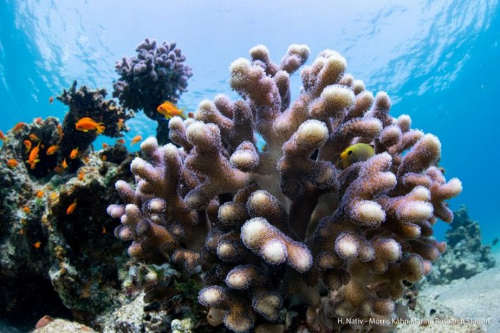 Stony-Corals-Wild-777x518.jpg