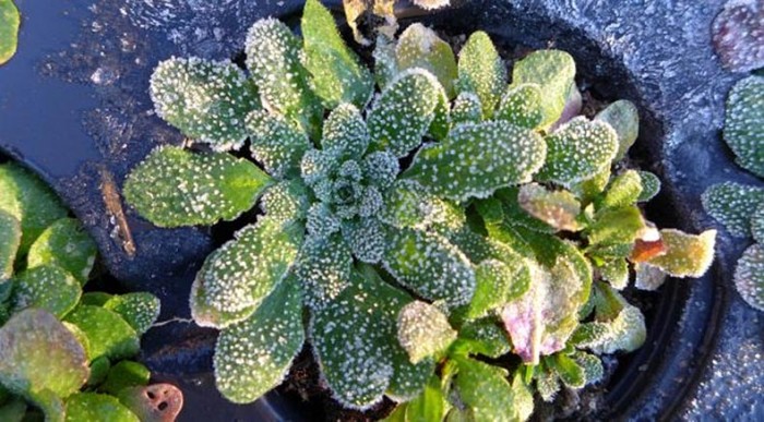 Frost-on-Arabidopsis-thaliana.jpg