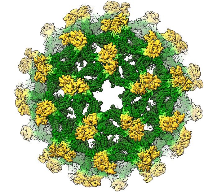 Flavivirus.jpg