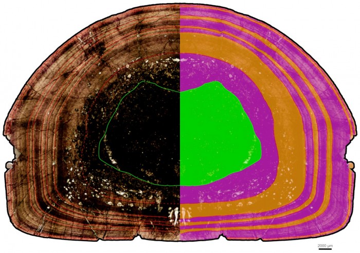 Massospondylus-carinatus-Thigh-Bone-Cross-Section.jpg