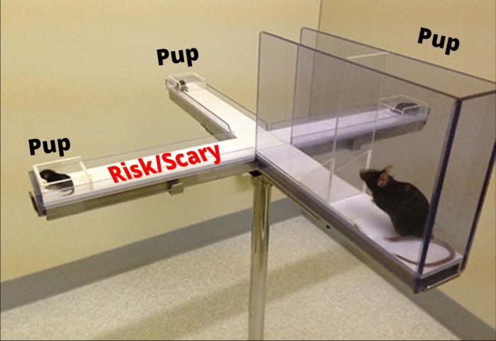Elevated-Pup-Retrieval.jpg