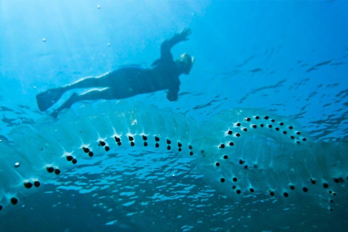 Chain-of-Salps-Floating-Ocean.jpg