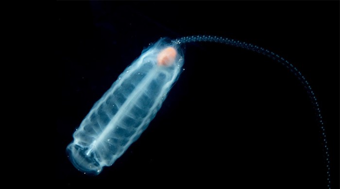 Salp.jpg