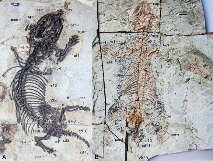 Holotype-specimens-of-Fossiomanus-senensis-and-Jueconodon-cheni.jpg