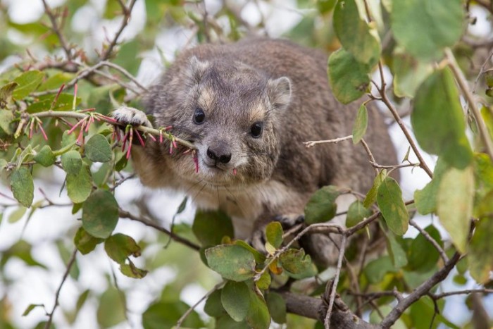 Tree-Hyrax-1-777x518.jpg