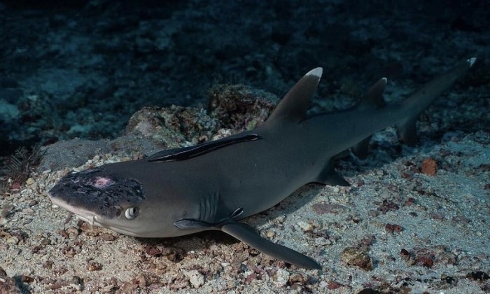 20210415_Sipadan_Sharks_Sick_01.jpeg