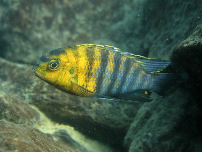 Cichlid-Species-From-Africas-Lake-Malawi-2048x1536.jpg