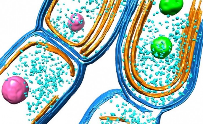 Cyanobacterial-Thylakoid-Membrane-777x477.jpg
