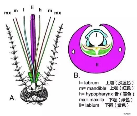 蚊子口器详解。| insectcop.net