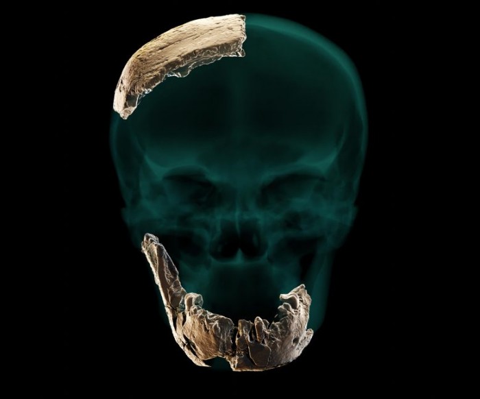 Static-Skull-Mandible-Parietal-Orthographic-777x646.jpg