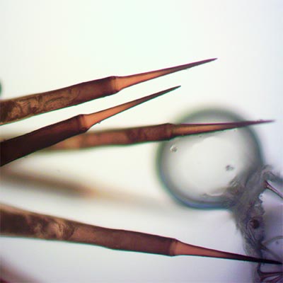 Caterpillar-Venom-Spines.jpg