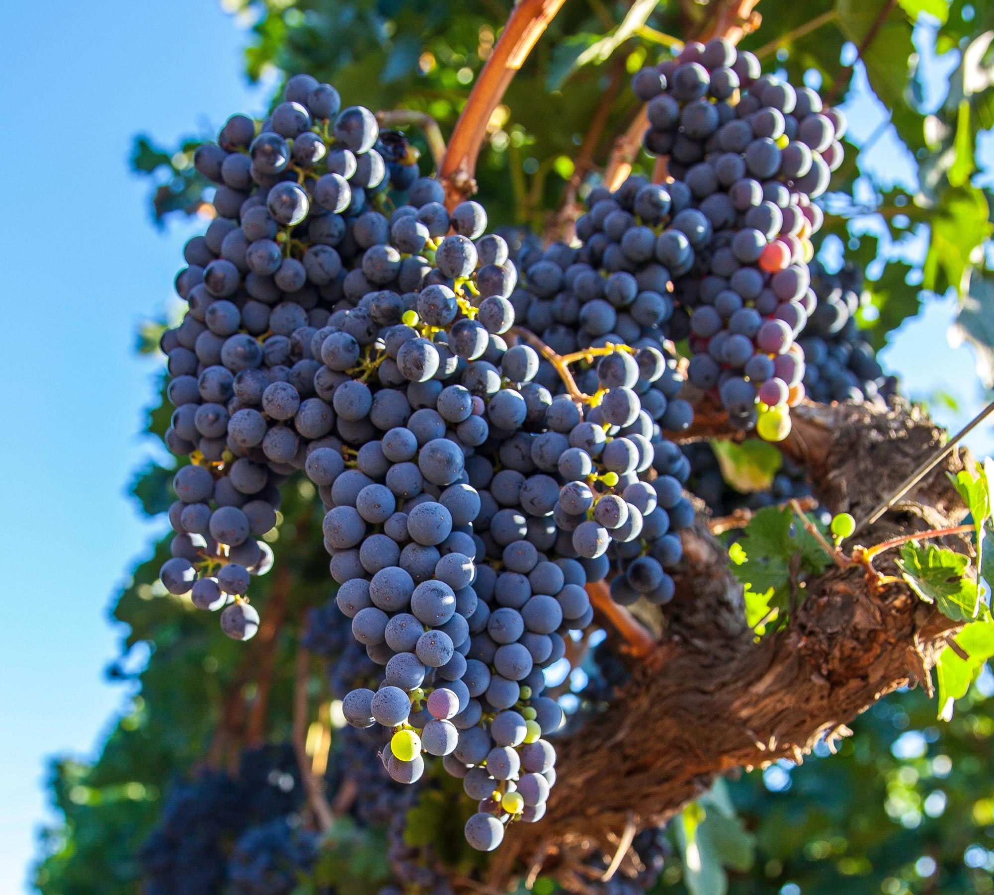 研究人员减缓葡萄的成熟速度以提高酿酒用果的质量