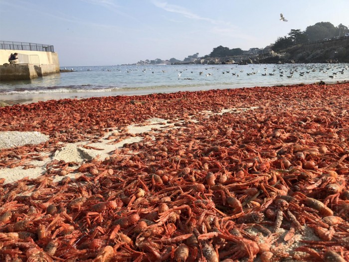 Pelagic-Red-Crab-Stranding-2048x1539.jpg
