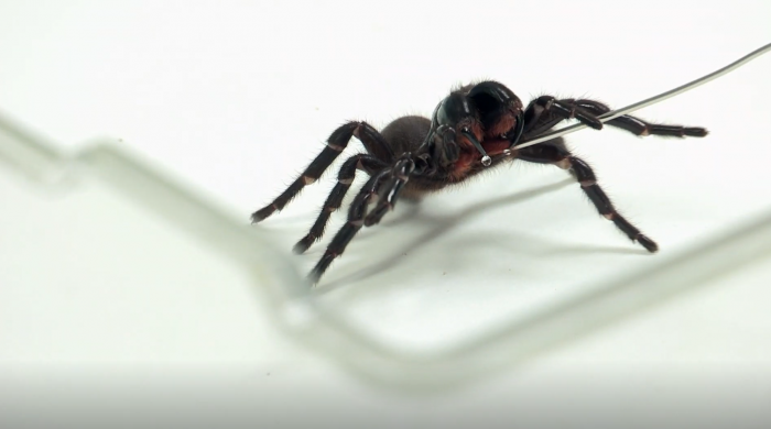 spider.png