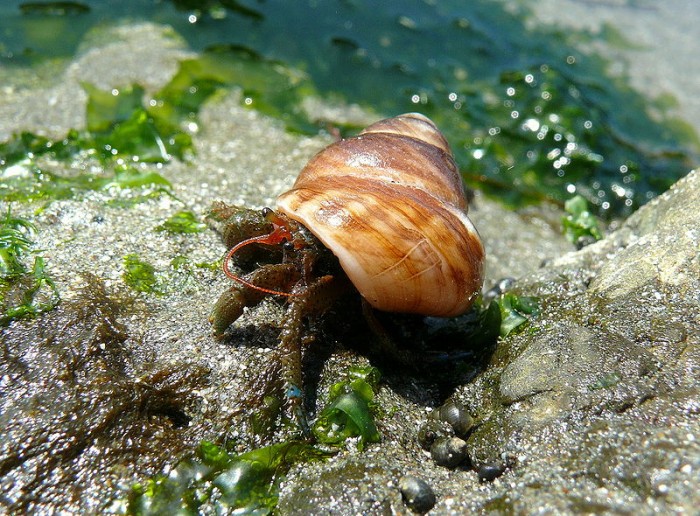 800px-Blue-banded_Hermit_Crab.jpg