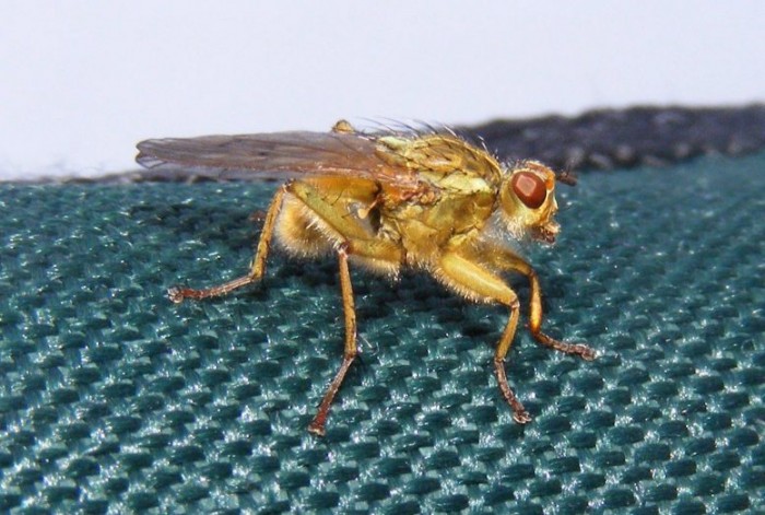 Robberfly-777x523.jpg