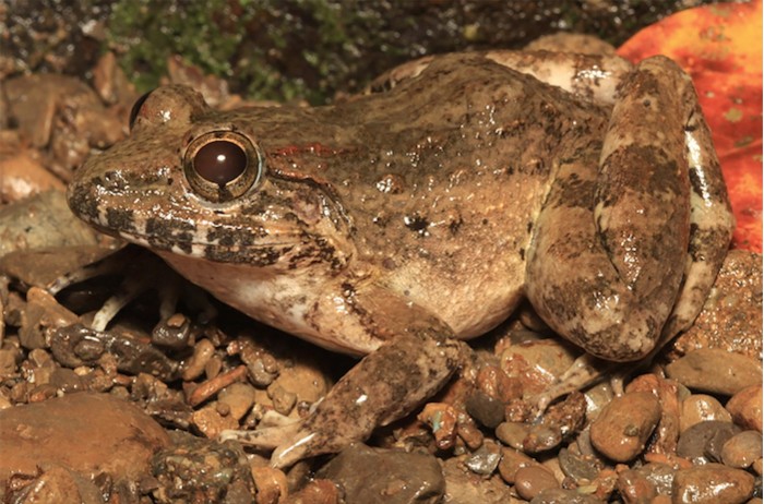 1Mindoro-Fanged-Frog-2048x1353.jpg