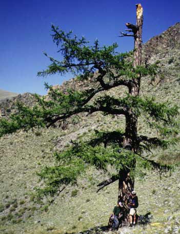 Ancient-Siberian-Larch-Specimen.jpg