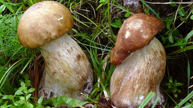 真菌等微生物可以分解有机质，有助于营养物质在生态系统中回收利用。