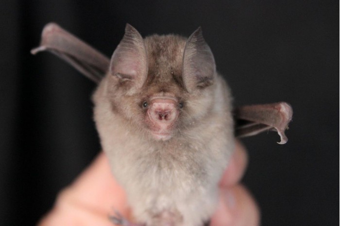 5Hipposideros-caffer-1.jpg