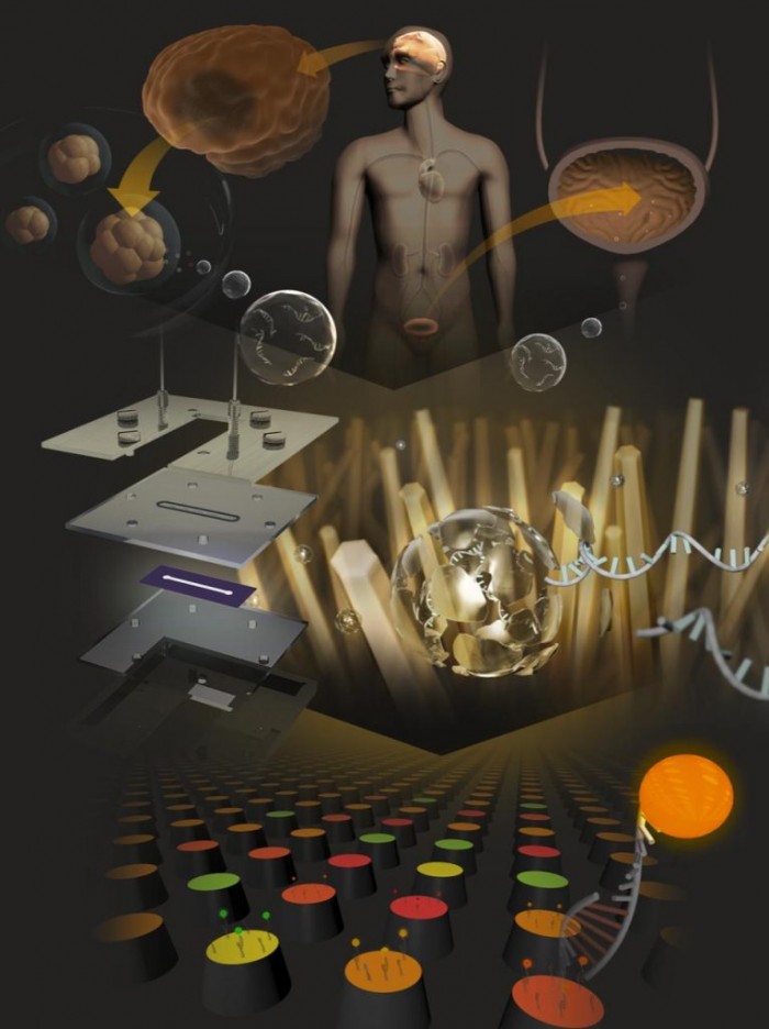 Screening-of-microRNAs-766x1024.jpg