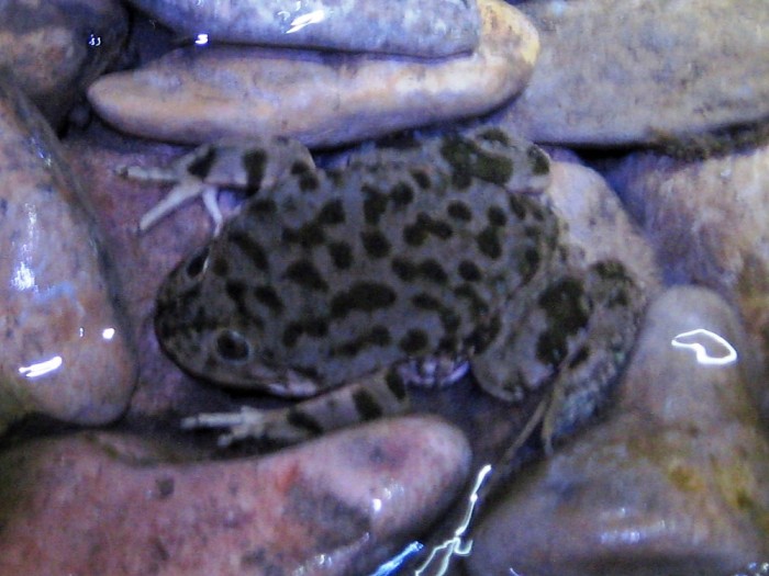 Lake_Titicaca_Frog_1.JPG