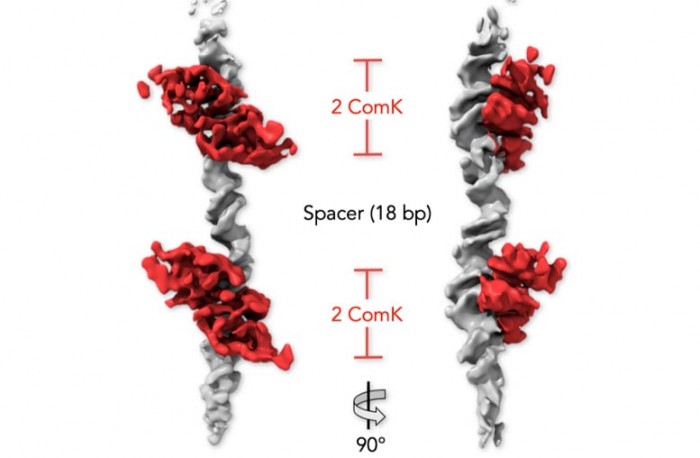 Bacterial-DNA-and-ComK-Proteins.jpg