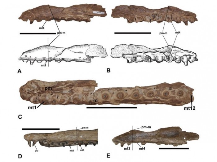 Mosasaur-Fossils-777x581.jpg