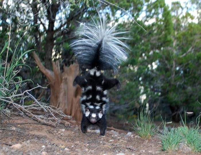 Spotted-Skunk-Signature-Handstand.jpg