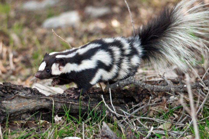 Spotted-Skunk-777x516.jpg