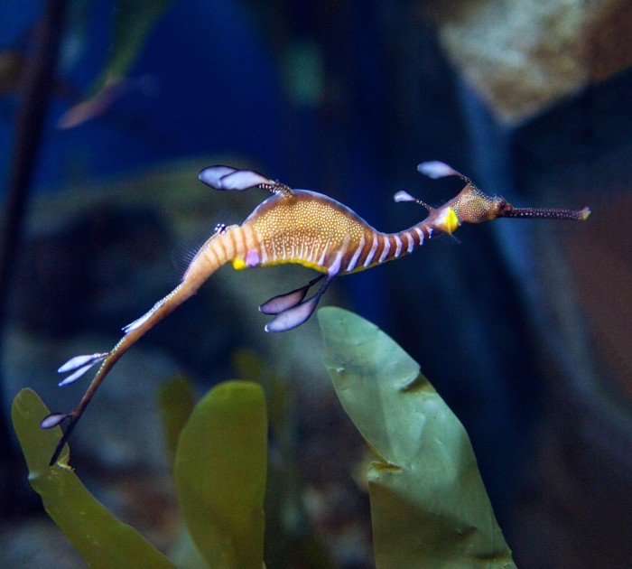 Weedy-Seadragon.jpg