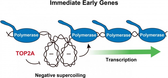 TOP2A-Relieves-Negative-Supercoiling-scaled.jpg