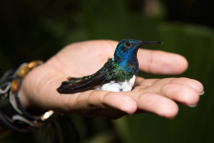 Female-Jacobin-Hummingbird-scaled.jpg