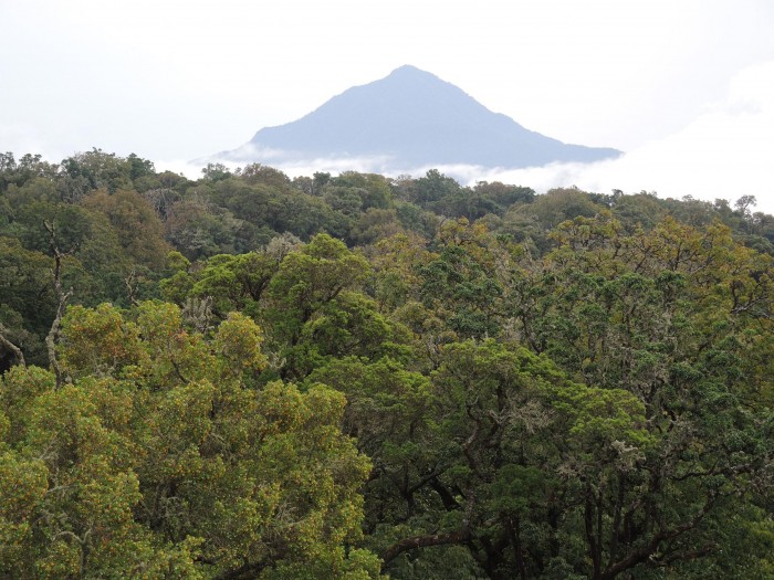 Montane-Forest-Cameroon-scaled.jpg