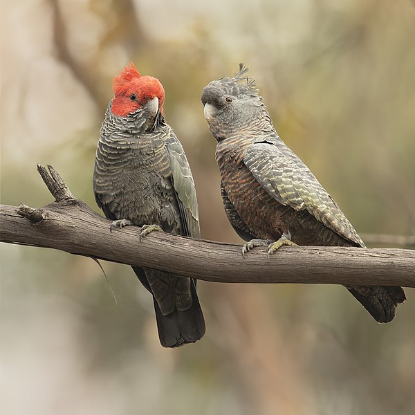 600px-Gang-gang_Cockatoo_-_Blackheath.jpg