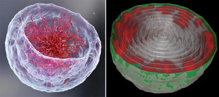 DNA-Cell-Nucleus-777x344.jpg